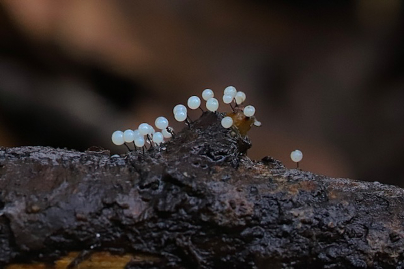 Photo © Phil Townsend Lamproderma scintillans by Phil Townsend